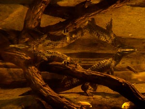 Krokodile